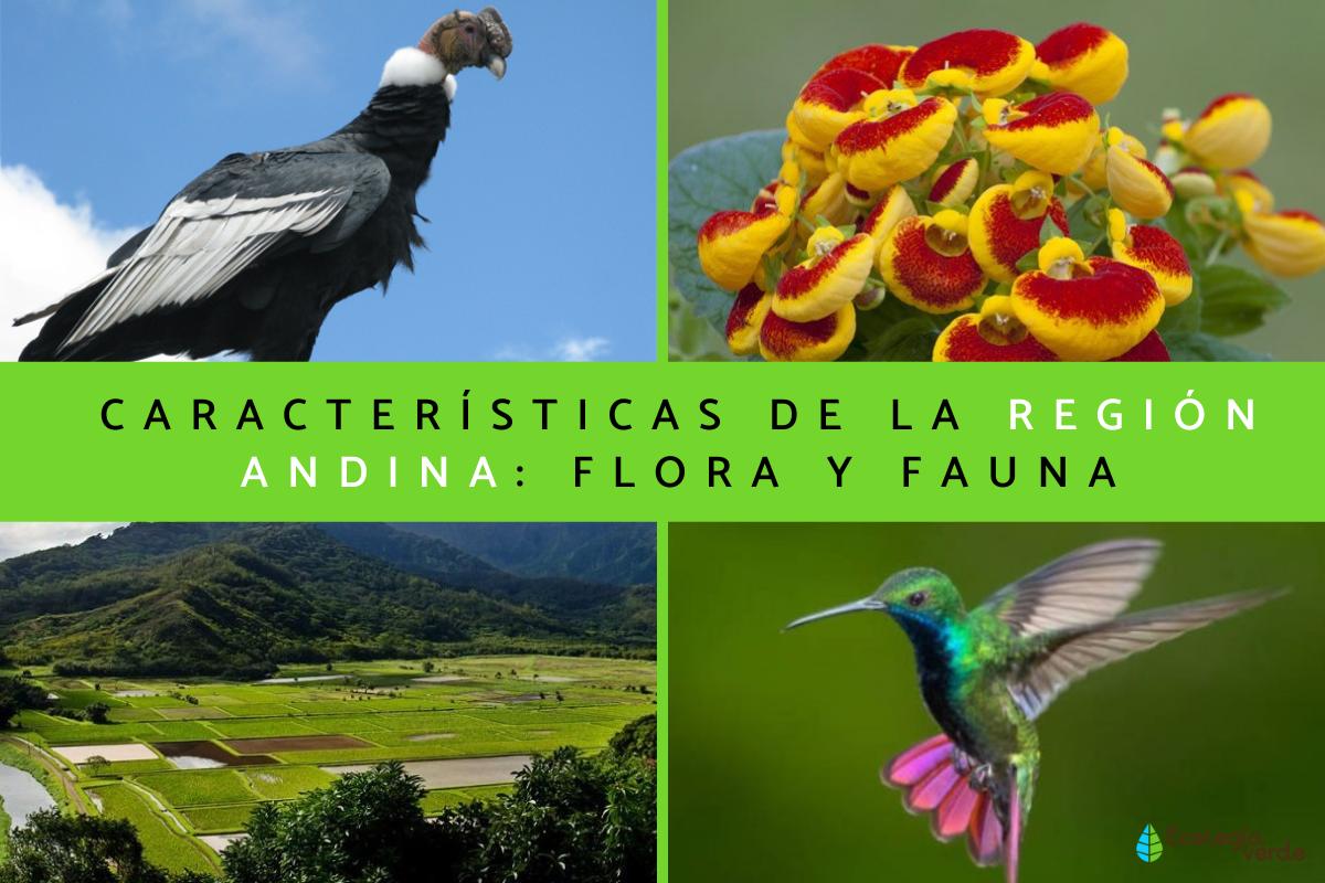 Región Andina: características, flora y fauna