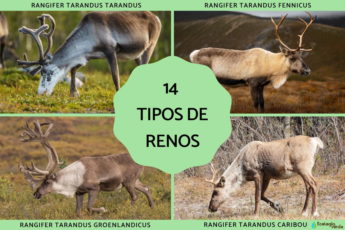 Tipos de renos