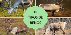 Tipos de renos