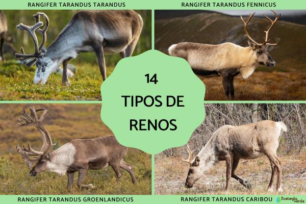 Tipos de renos