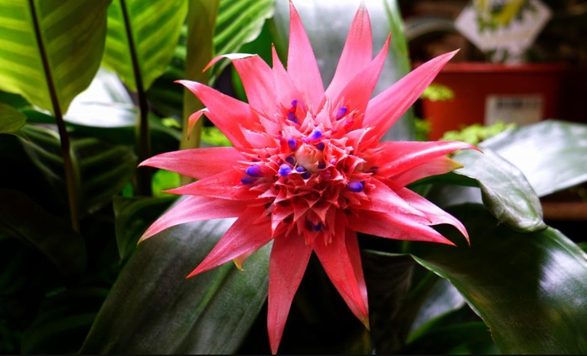 Bromeliaceae: características, ejemplos y cuidados
