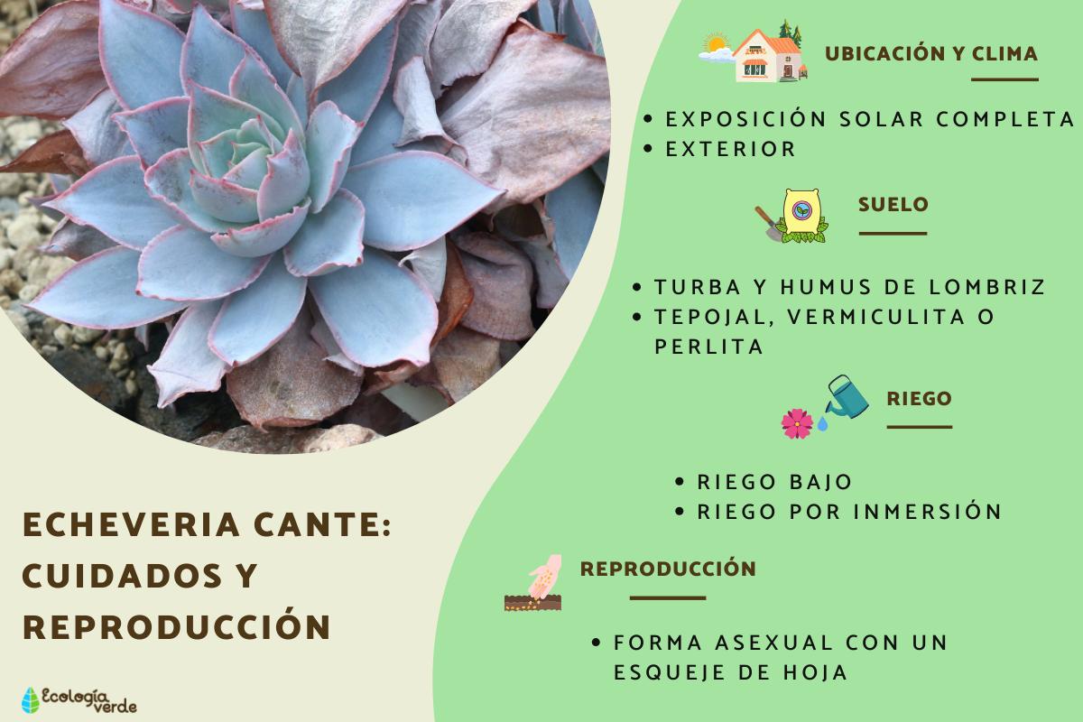 Echeveria cante: cuidados y reproducción