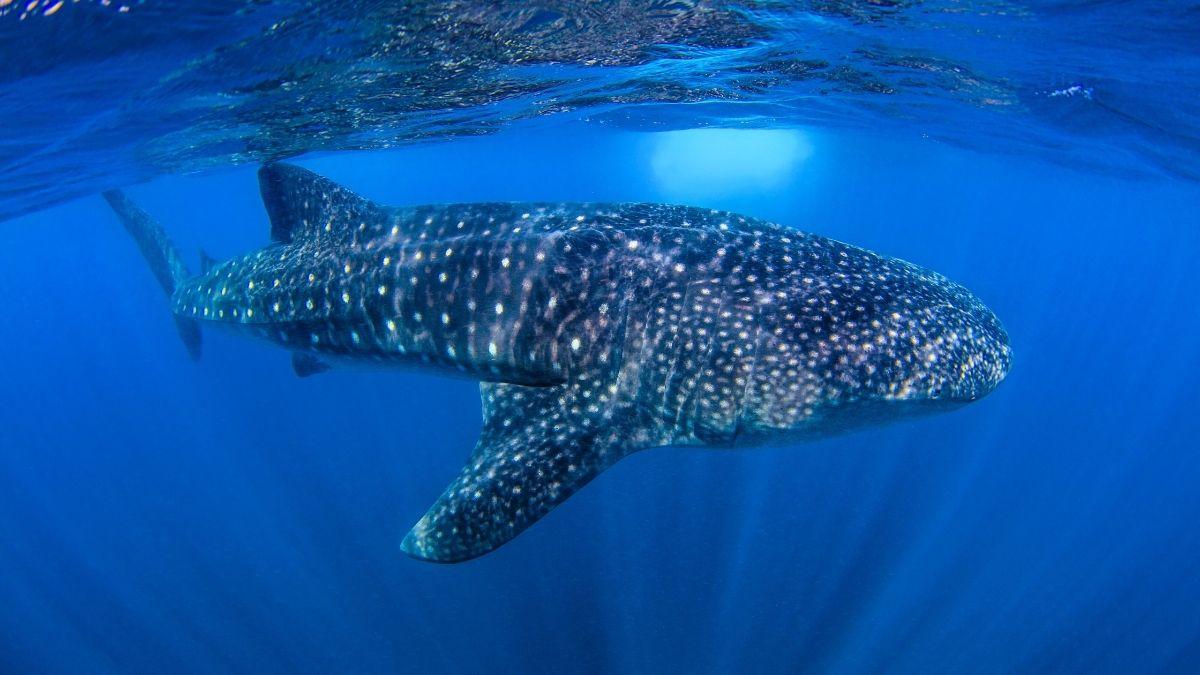 El tiburón ballena aparece en Gibraltar y alerta sobre el cambio en el Mediterráneo