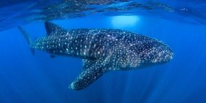 El tiburón ballena aparece en Gibraltar y alerta sobre el cambio en el Mediterráneo