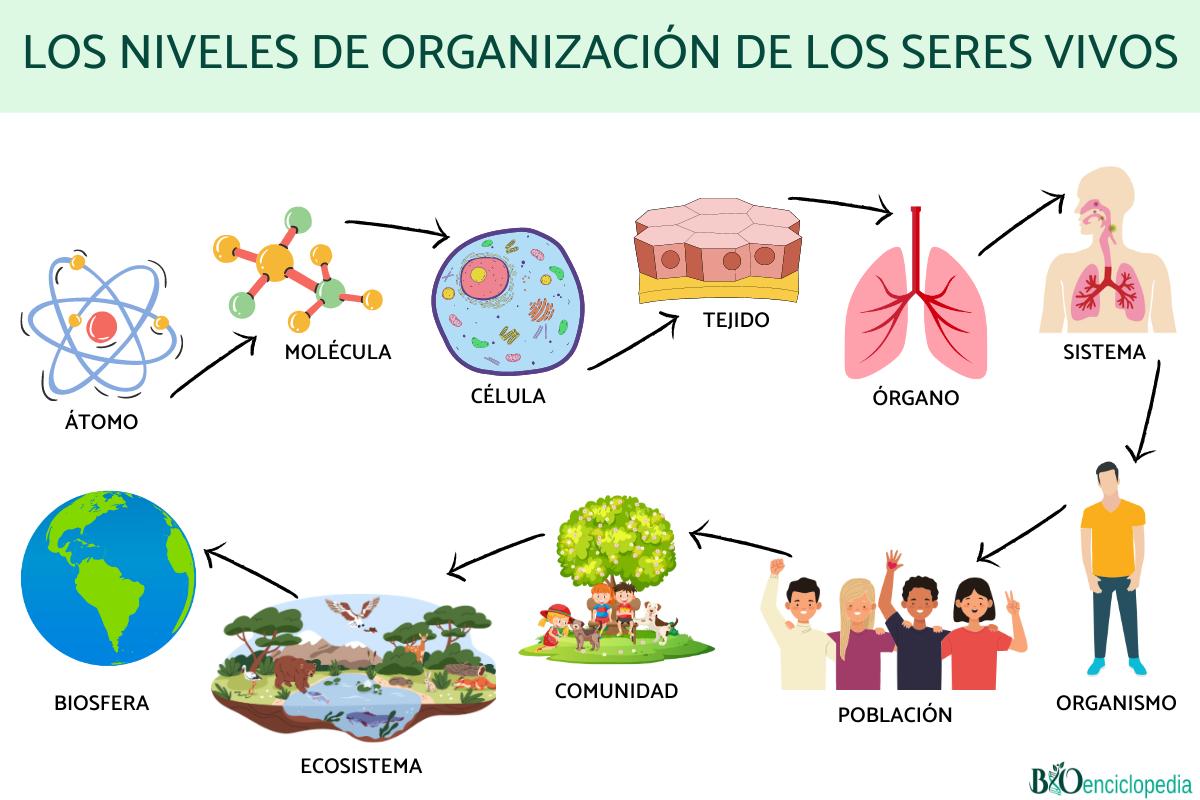 Los niveles de organización de los seres vivos