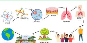 Los niveles de organización de los seres vivos
