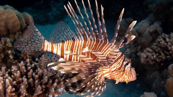 El tiburón ballena aparece en Gibraltar y alerta sobre el cambio en el Mediterráneo - No es un paraíso para ellos (ni para el ecosistema)