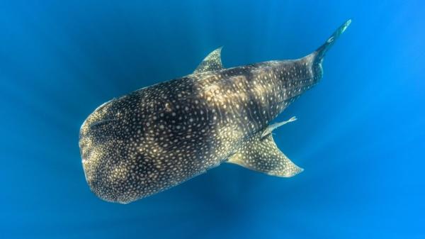 El tiburón ballena aparece en Gibraltar y alerta sobre el cambio en el Mediterráneo - Un visitante inesperado en aguas que no son su hogar