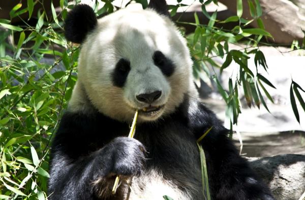 Oso panda - Alimentación del oso panda