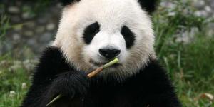Oso panda