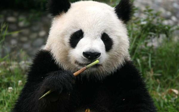 Oso panda