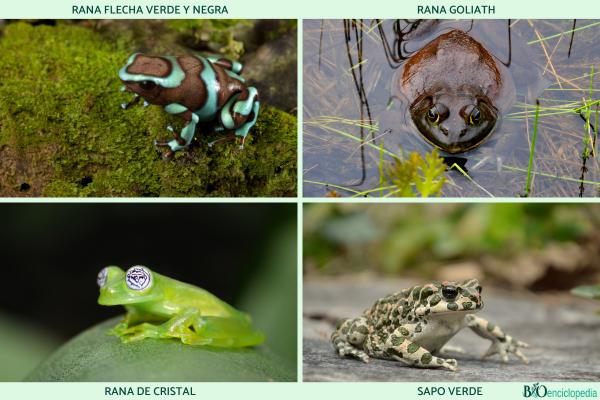 Anuros: características y ejemplos - Ejemplos de anuros 