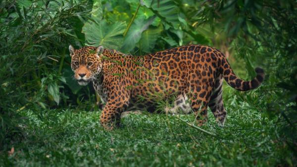 Entusiasmo entre los biólogos: la selva atlántica de Brasil alcanza su menor nivel de deforestación en 41 años - El bosque que guarda una de las mayores concentraciones de biodiversidad del planeta