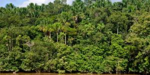Entusiasmo entre los biólogos: la selva atlántica de Brasil alcanza su menor nivel de deforestación en 41 años
