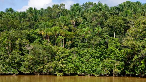 Entusiasmo entre los biólogos: la selva atlántica de Brasil alcanza su menor nivel de deforestación en 41 años