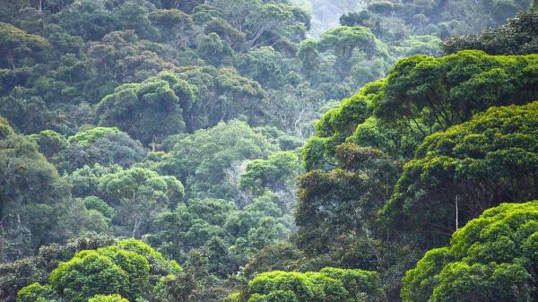 Entusiasmo entre los biólogos: la selva atlántica de Brasil alcanza su menor nivel de deforestación en 41 años - Los científicos lanzan una advertencia pese al récord histórico