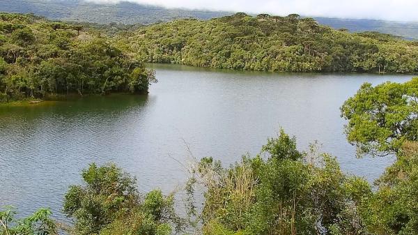 Entusiasmo entre los biólogos: la selva atlántica de Brasil alcanza su menor nivel de deforestación en 41 años - Por qué la selva atlántica es vital para millones de personas en Brasil
