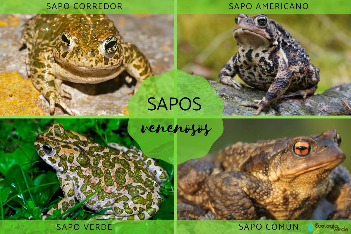 Sapos venenosos: tipos y características