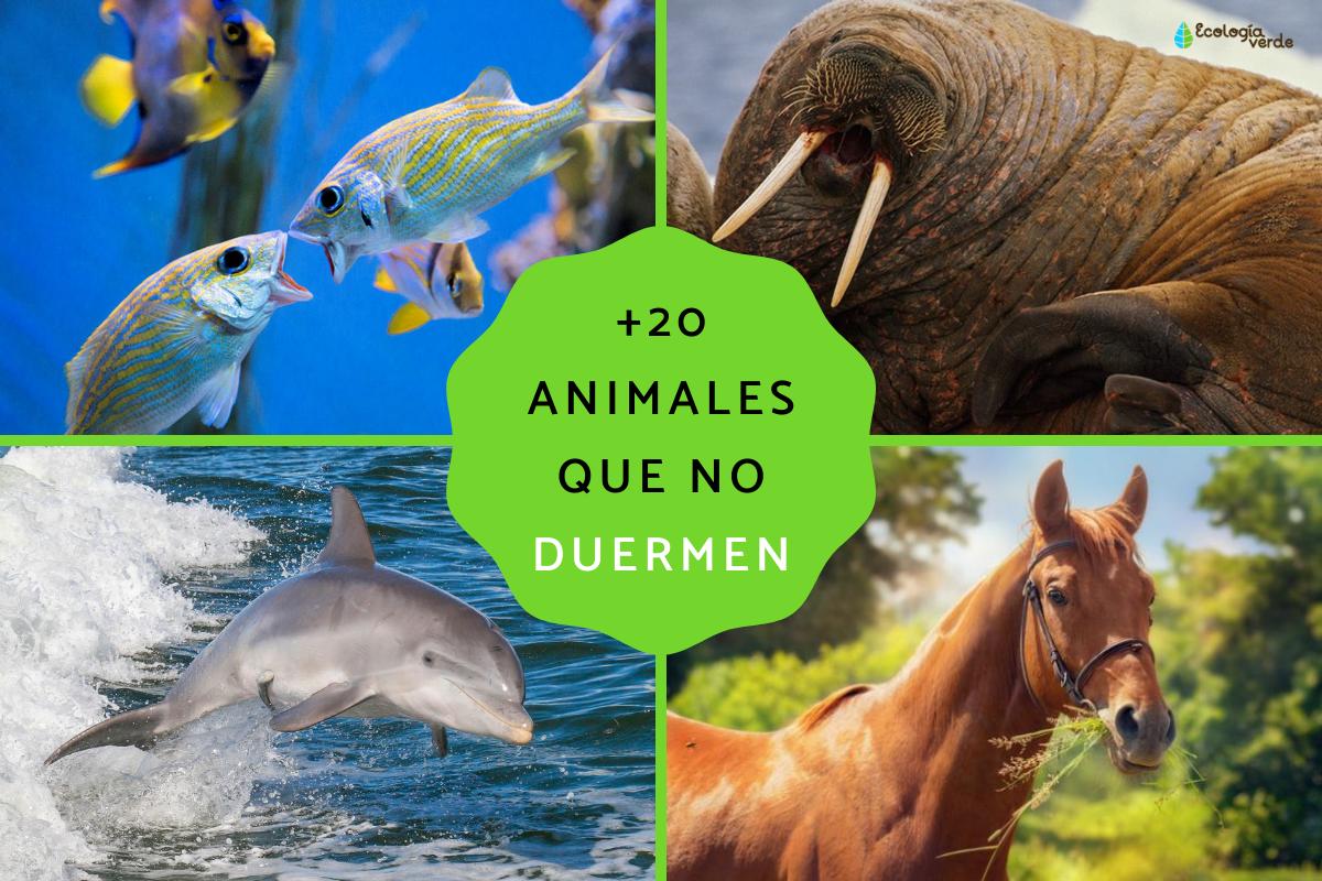 Animales que no duermen