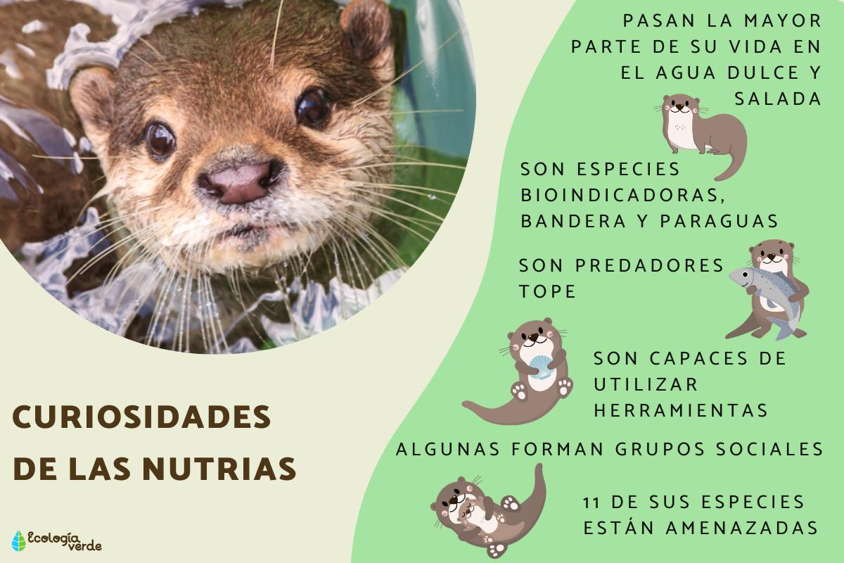 Curiosidades de las nutrias