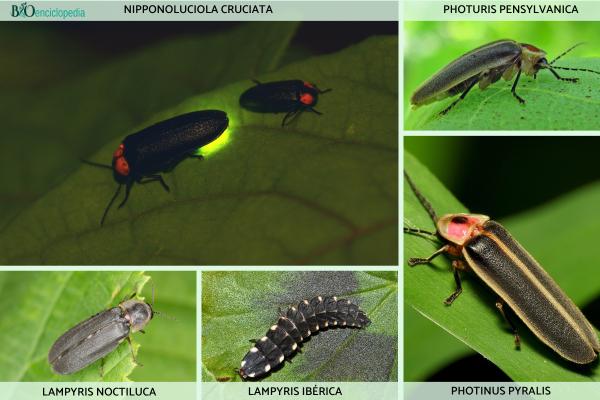 Luciérnagas: cómo son, qué comen y por qué brillan - Ejemplos de especies de luciérnagas