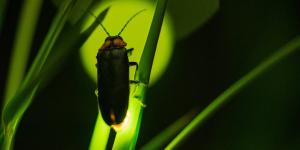 Luciérnagas: cómo son, qué comen y por qué brillan