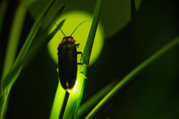Luciérnagas: cómo son, qué comen y por qué brillan