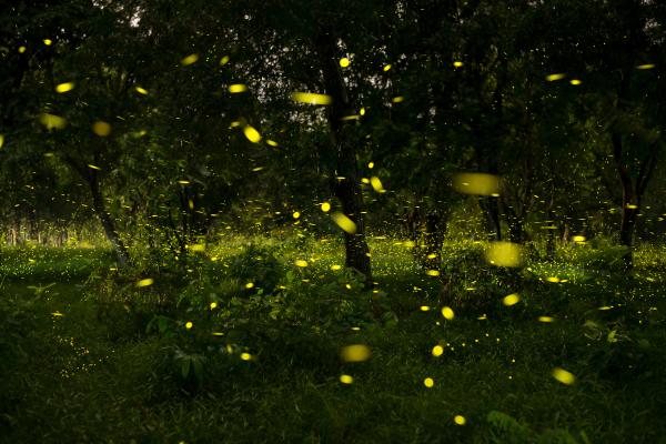Luciérnagas: cómo son, qué comen y por qué brillan - Por qué brillan las luciérnagas