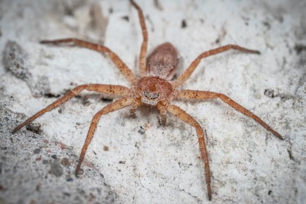 Araña violinista o Loxosceles laeta - Amenazas y conservación de la araña violinista