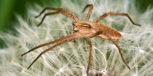 Araña violinista o Loxosceles laeta