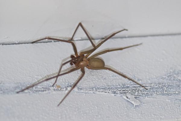 Araña violinista o Loxosceles laeta - Características de la araña violinista