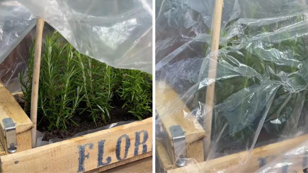 Martín, biólogo especializado en botánica: “Para multiplicar el romero en un cajón de verduras, hay que elegir la rama que empieza a hacerse leñosa” - Cómo convertir un cajón de verduras en un pequeño invernadero