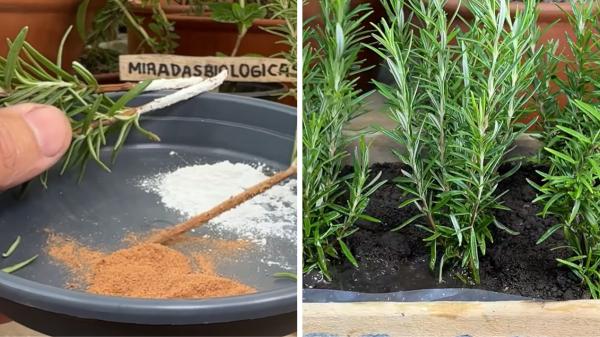 Martín, biólogo especializado en botánica: “Para multiplicar el romero en un cajón de verduras, hay que elegir la rama que empieza a hacerse leñosa” - Cómo preparar cada esqueje antes de plantarlo