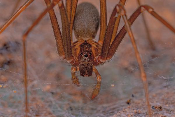 Araña violinista o Loxosceles laeta - Comportamiento de la araña violinista