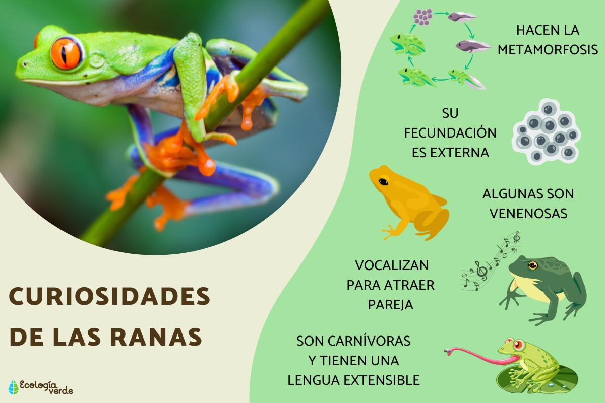 Curiosidades de las ranas