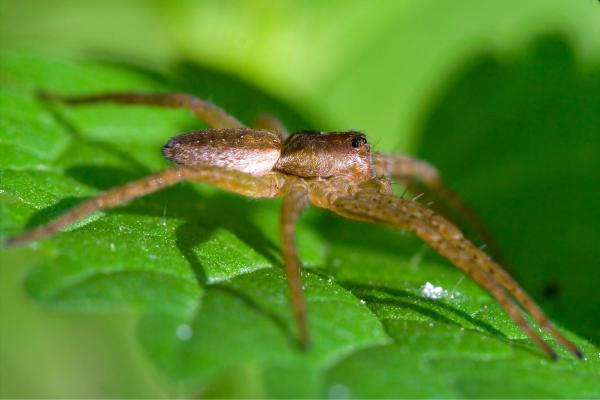 Araña violinista o Loxosceles laeta - Dónde vive la araña violinista