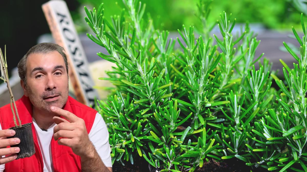 Martín, biólogo especializado en botánica: “Para multiplicar el romero en un cajón de verduras, hay que elegir la rama que empieza a hacerse leñosa”