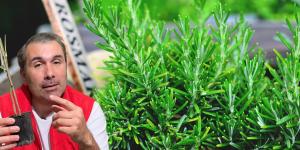 Martín, biólogo especializado en botánica: “Para multiplicar el romero en un cajón de verduras, hay que elegir la rama que empieza a hacerse leñosa”