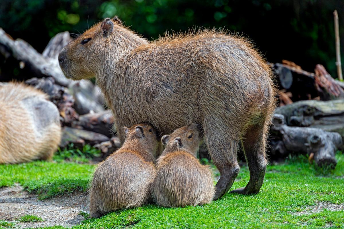 Capibara Qu Es D nde Vive Y Qu Come Resumen