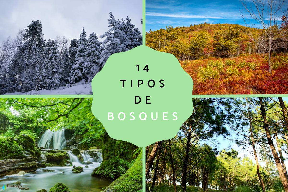Tipos de bosques