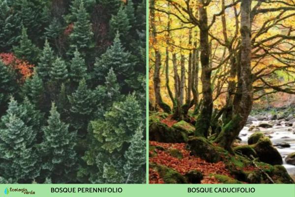 Tipos de bosques - Tipos de bosques según follaje