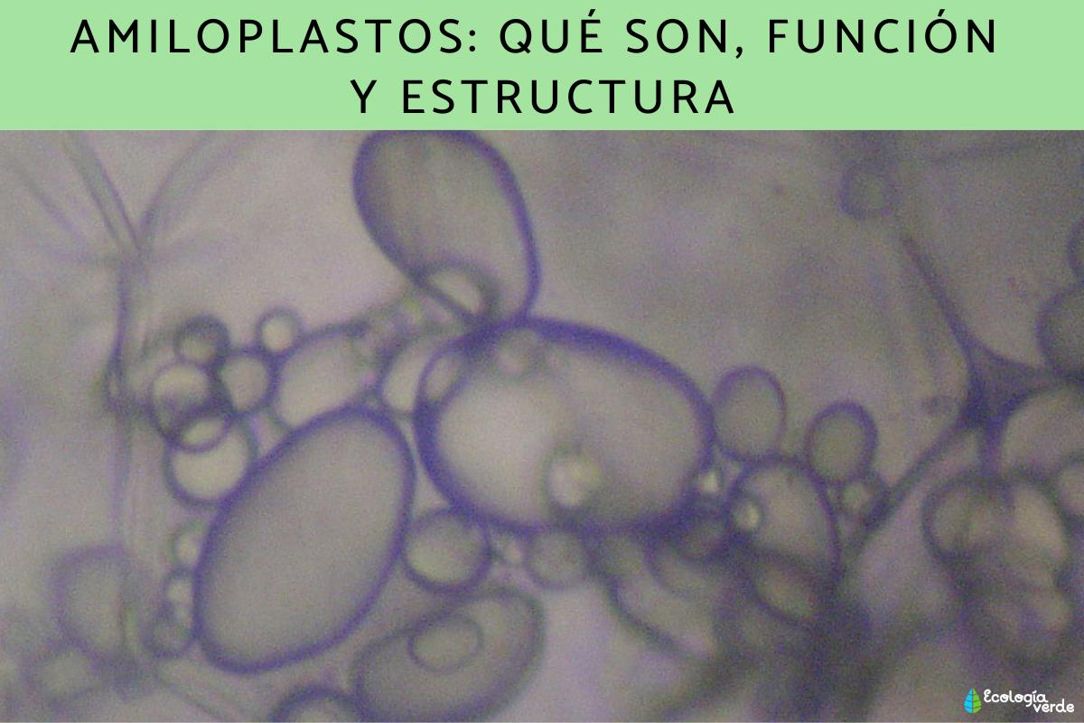 Amiloplastos: qué son, función y estructura