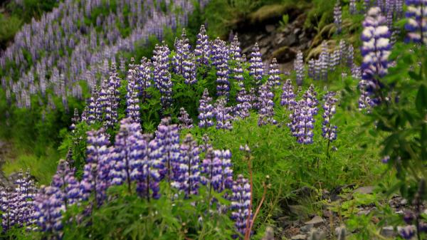 En 1945 la plantaron en Islandia para frenar la erosión y ahora esta planta invasora amenaza la flora autóctona de la isla - El lupino de Nootka reduce la diversidad de plantas autóctonas