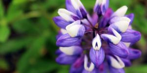 En 1945 la plantaron en Islandia para frenar la erosión y ahora esta planta invasora amenaza la flora autóctona de la isla