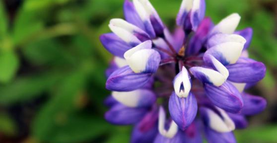 En 1945 la plantaron en Islandia para frenar la erosión y ahora esta planta invasora amenaza la flora autóctona de la isla
