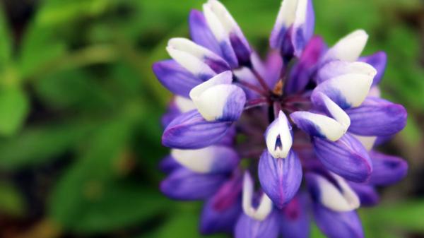 En 1945 la plantaron en Islandia para frenar la erosión y ahora esta planta invasora amenaza la flora autóctona de la isla