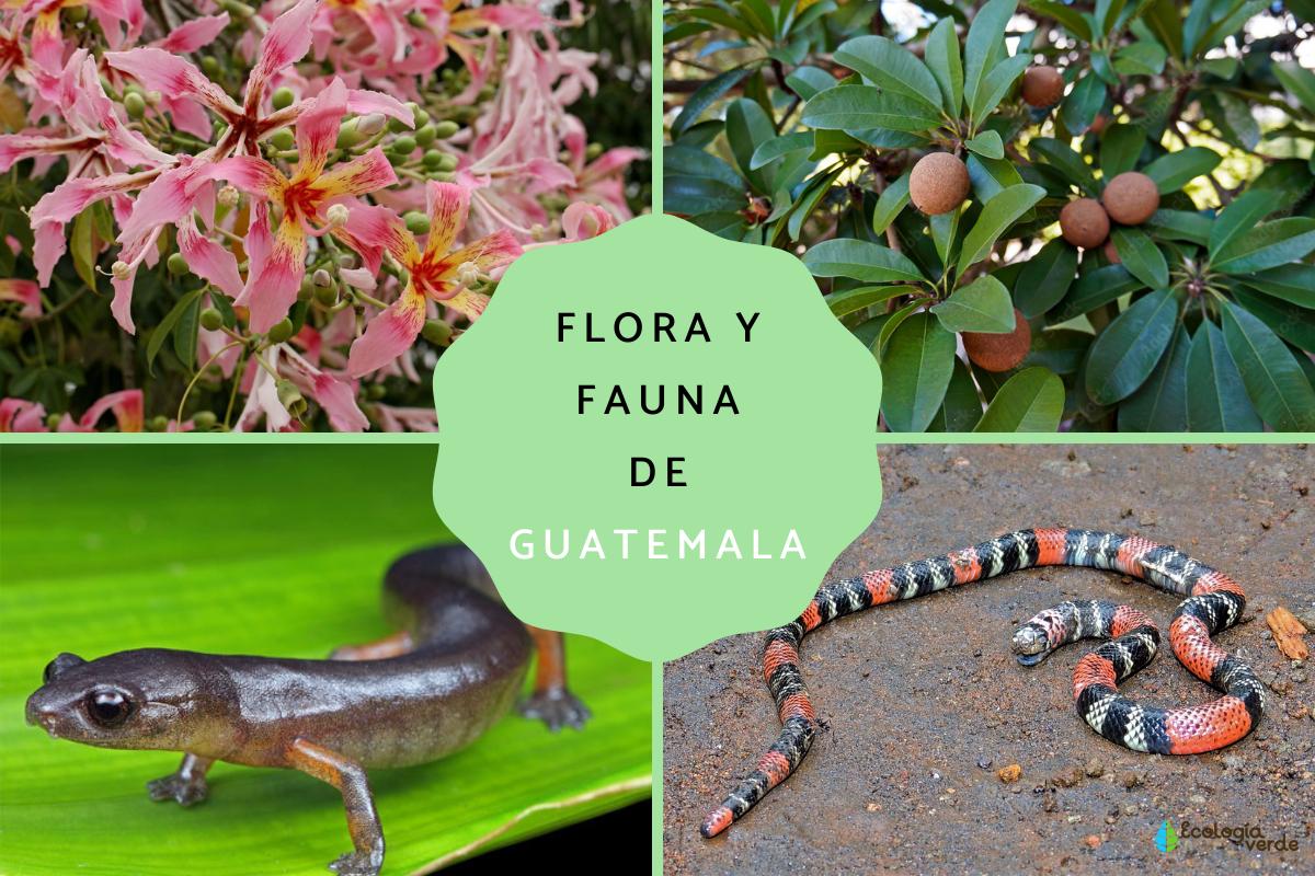 Flora y fauna de Guatemala - Nombres y fotos