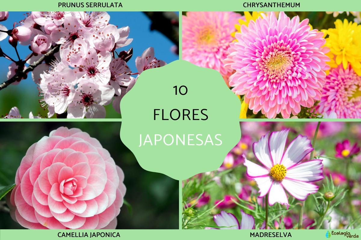 Flores japonesas