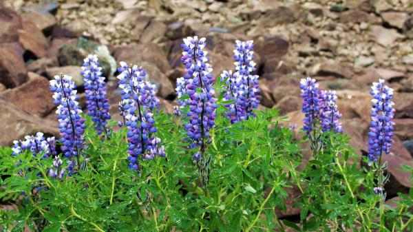 En 1945 la plantaron en Islandia para frenar la erosión y ahora esta planta invasora amenaza la flora autóctona de la isla - La planta que Islandia introdujo para recuperar sus suelos y frenar la erosión