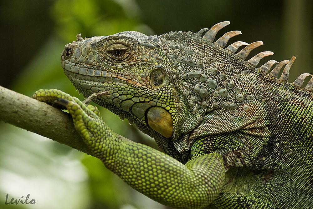 35 animales de sangre fría - Nombres, características y FOTOS